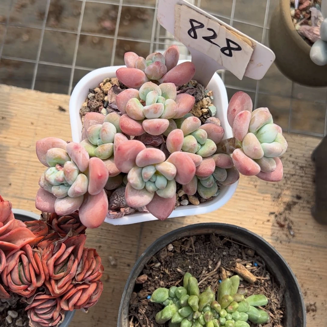 郭*?828号多肉植物