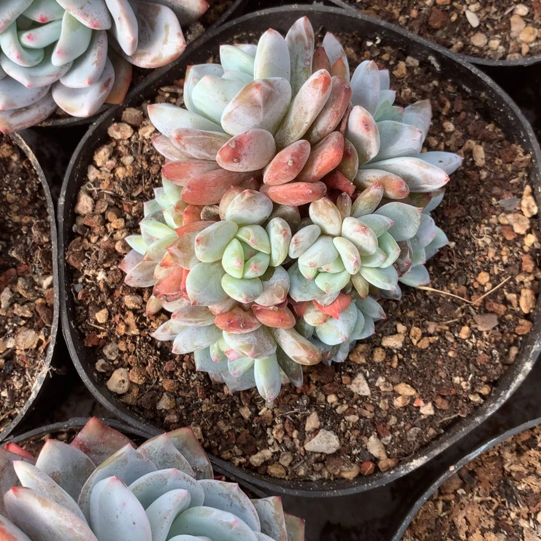 无花朵10头哈哈哈哈哈哈哈哈