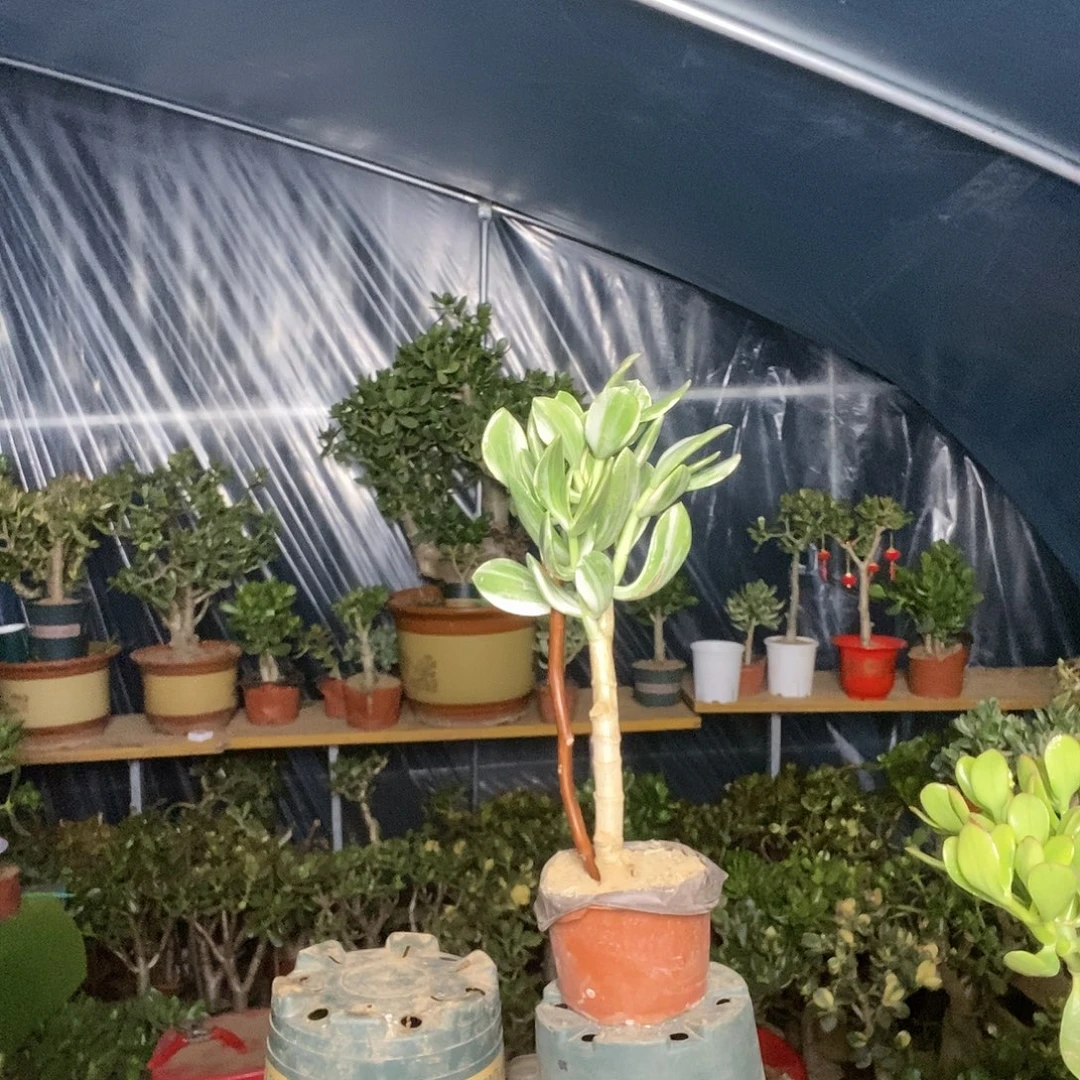 彼***花完全开放玉树三色一物一拍
