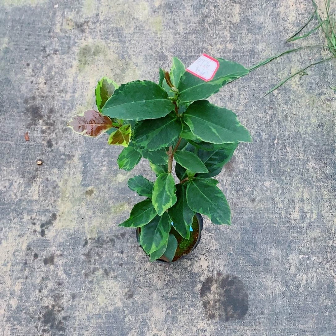 完全开放茶花盆栽忘忧