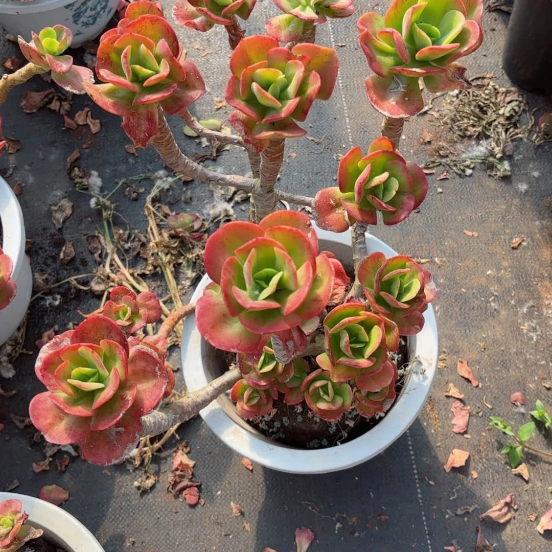 ✨***✨红梅19-7。