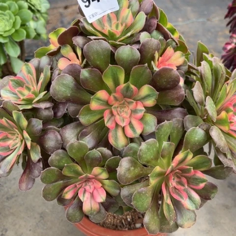 949雅典娜朵朵25厘米左右