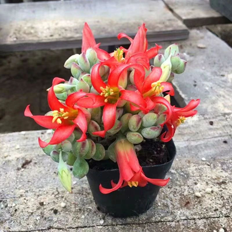 达摩福娘多肉植物老桩带香味花苞懒人办公室内阳台绿植花卉盆栽