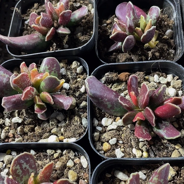 紫库博带盆土发货