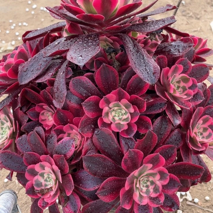 357多肉植物美杜莎