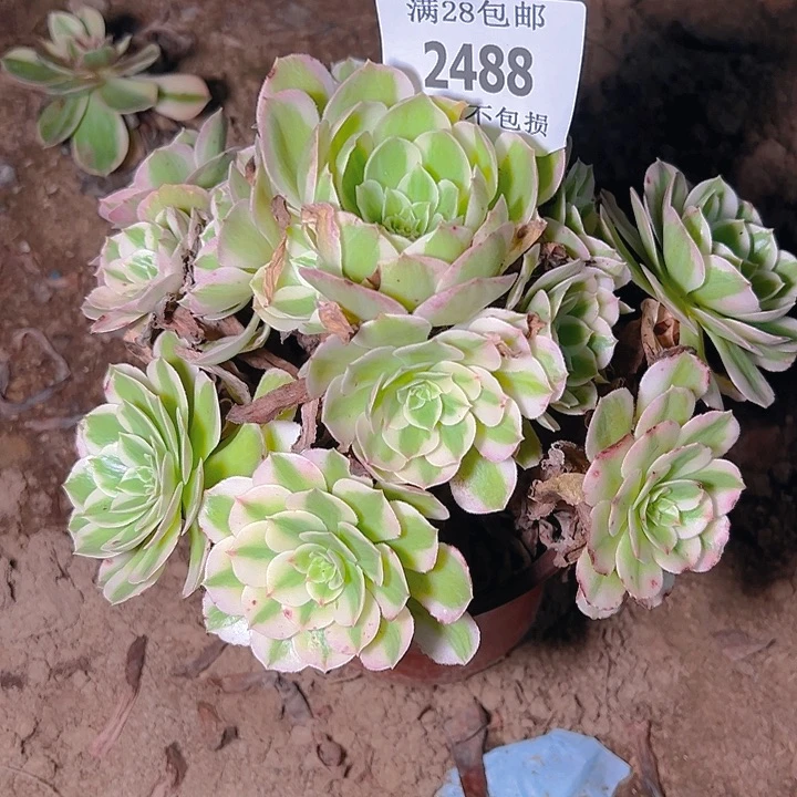 2488海王多肉植物保护