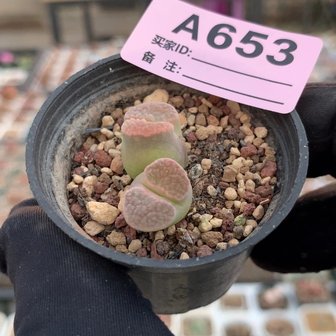 柴**?a653磁铁风铃母本