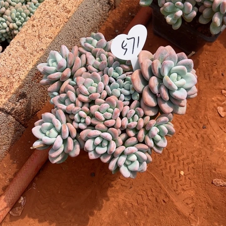 571洛神平平安安健健康康