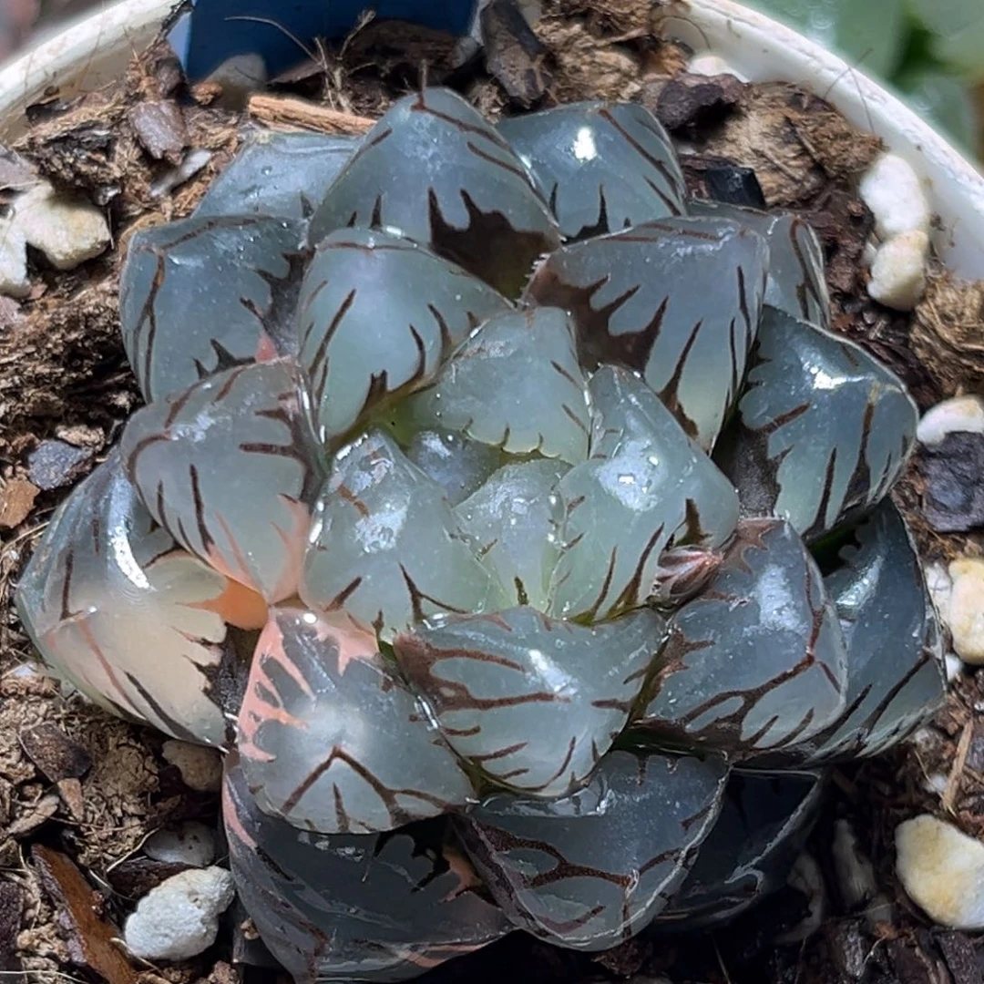 恭喜发财大吉大利738