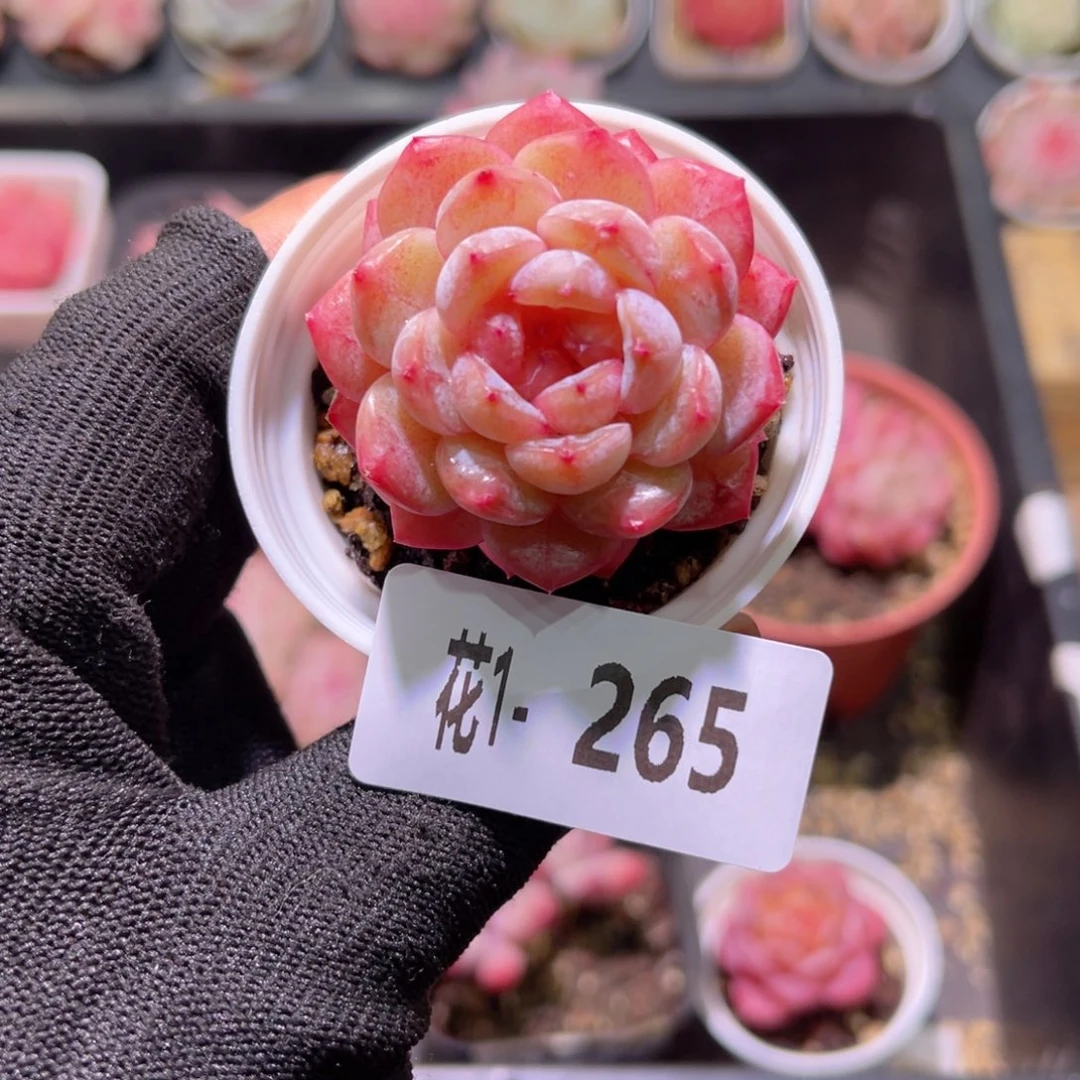 花01-265雪颜玉单头