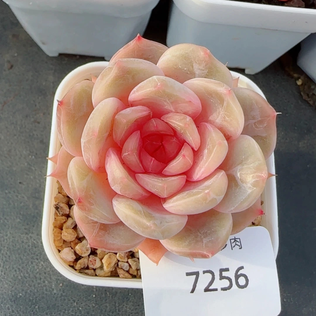 彩恋，7256多肉植物