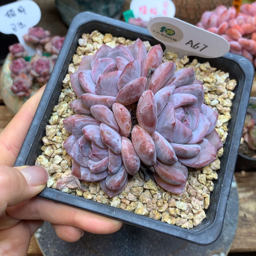 A67 橙子 9cm 无砍