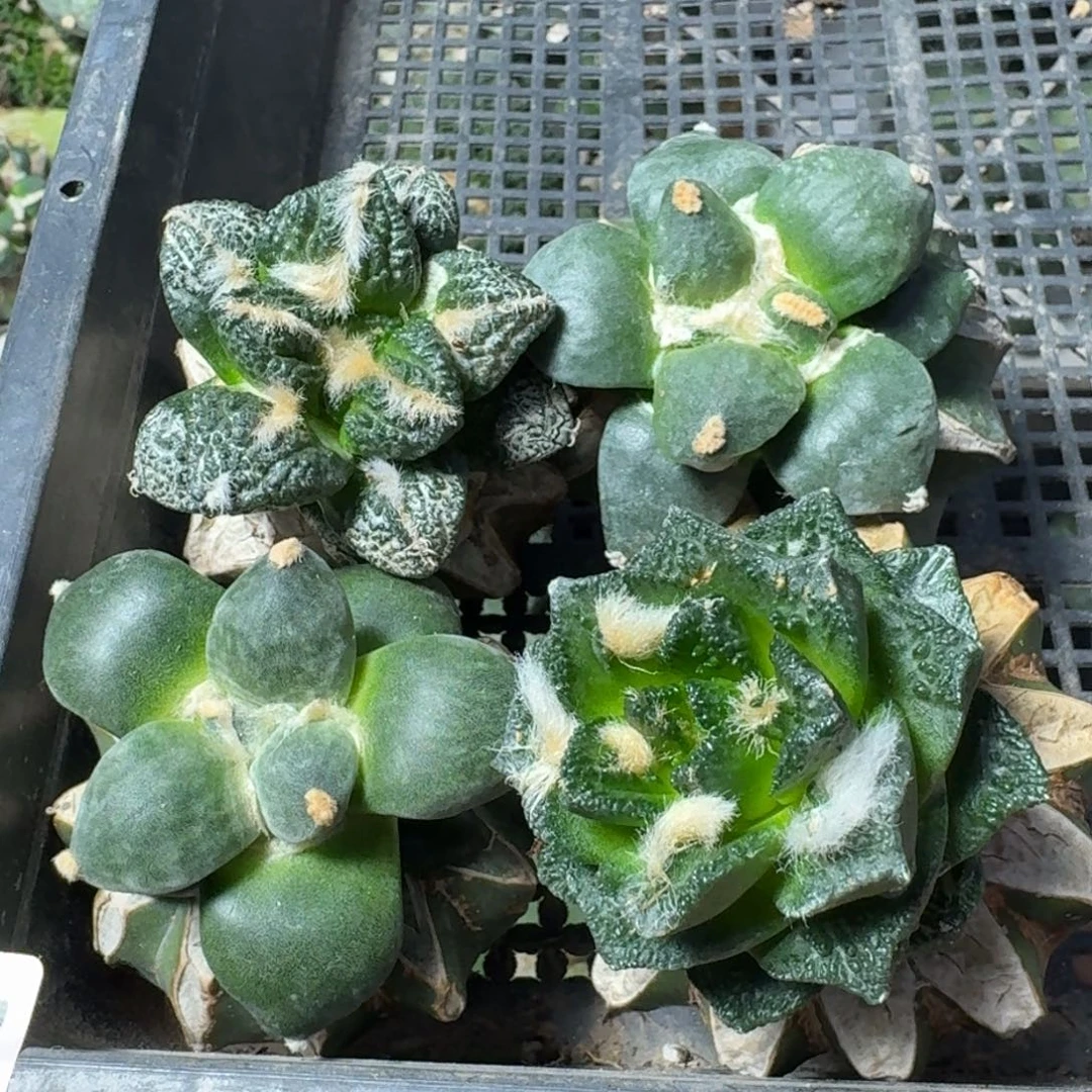 【闪购商品】无花朵大*哥四颗牡丹886