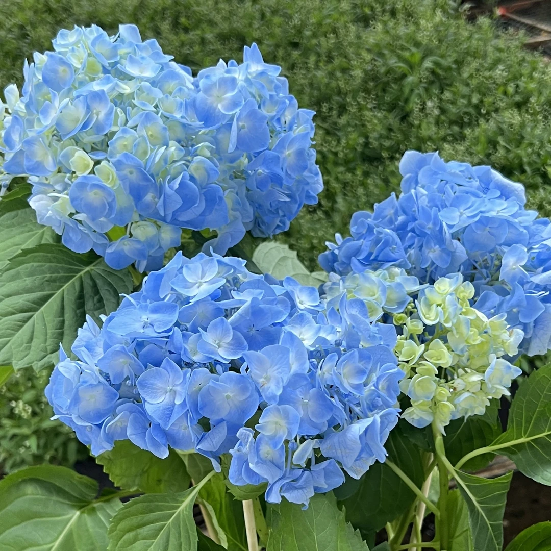 浅海绣球花【150盆】庭院盆栽花卉阳台新手易养护喜水植物