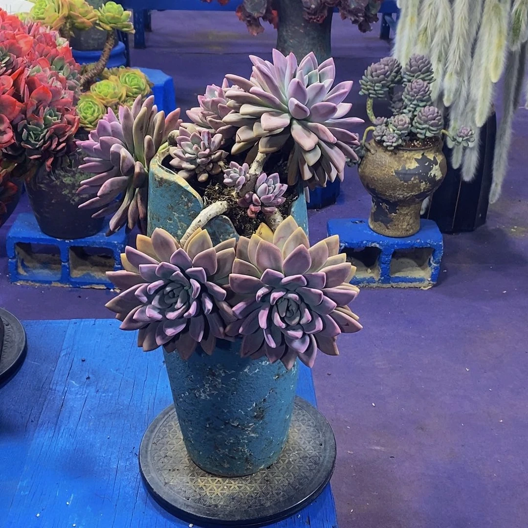 奥普琳娜带盆物流自己