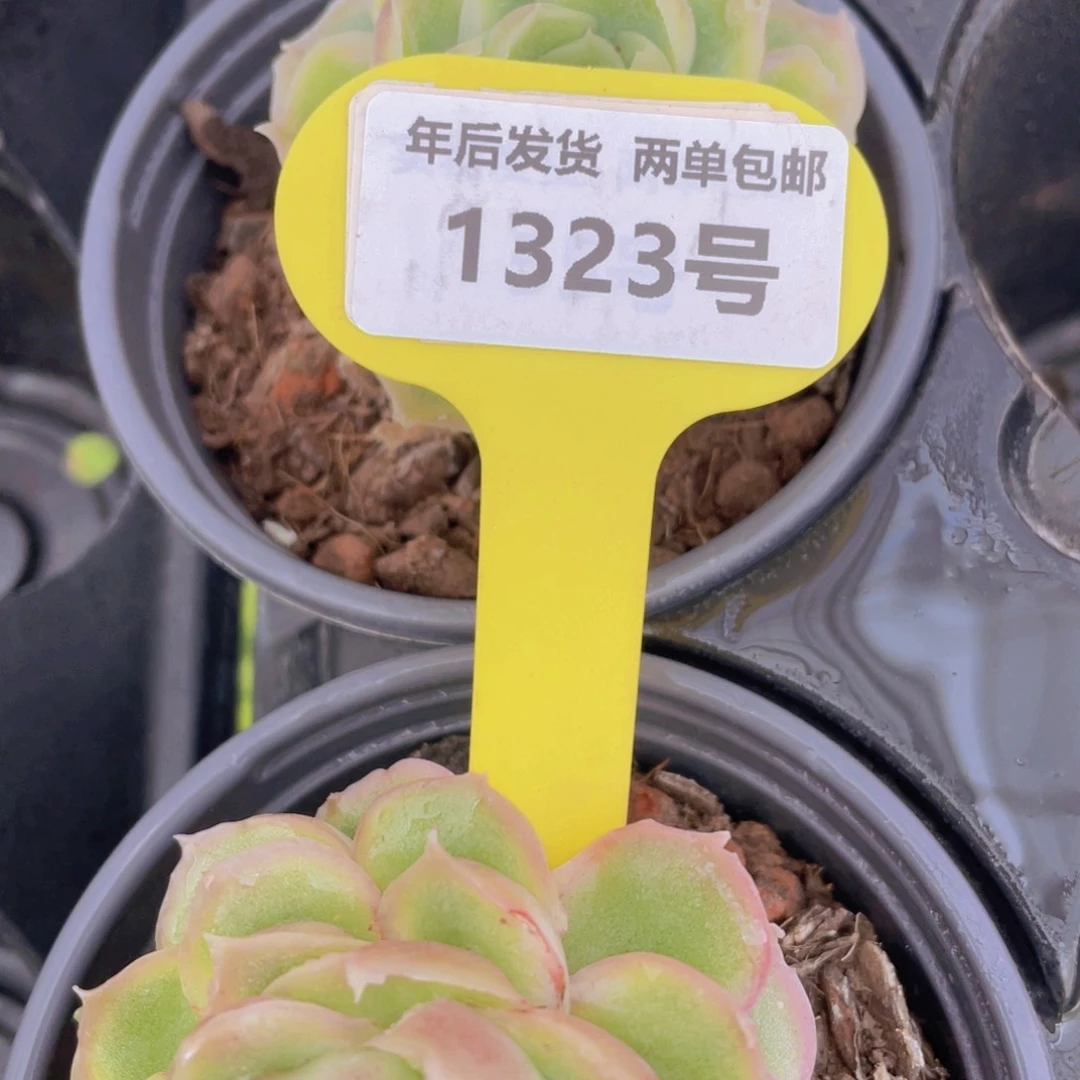 1323号 水晶虾饺母本单头一个