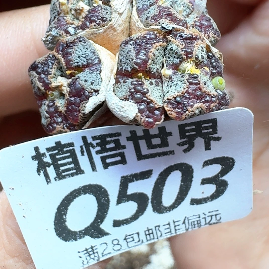 多肉植物的人生得g