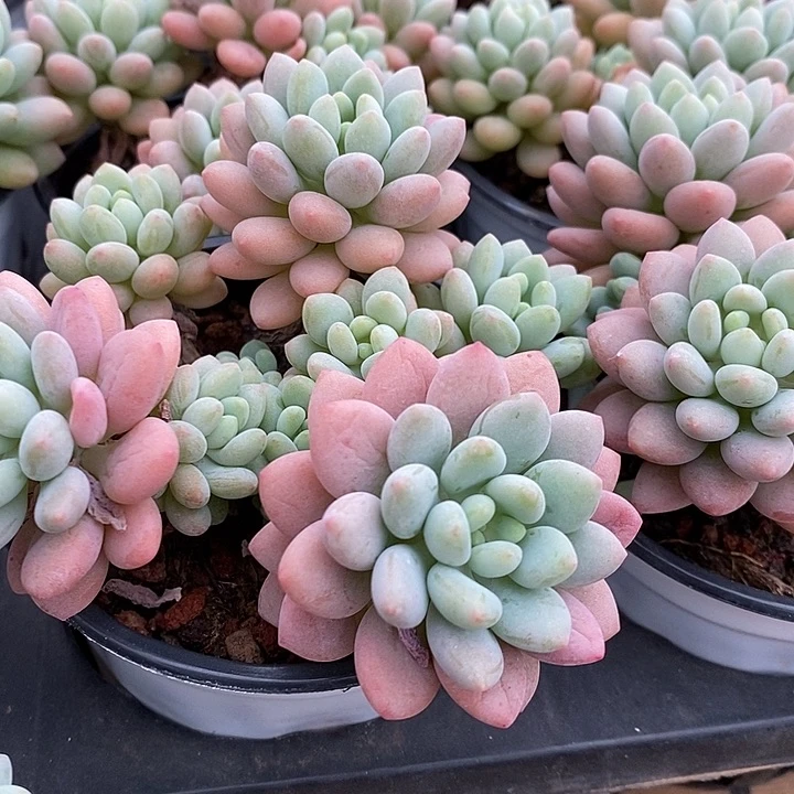 泡泡酱福利多多去拍