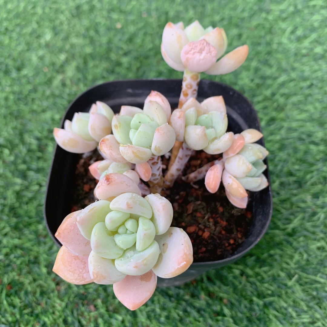露凝香群精品多肉植物盆栽阳台好养花卉一单包邮