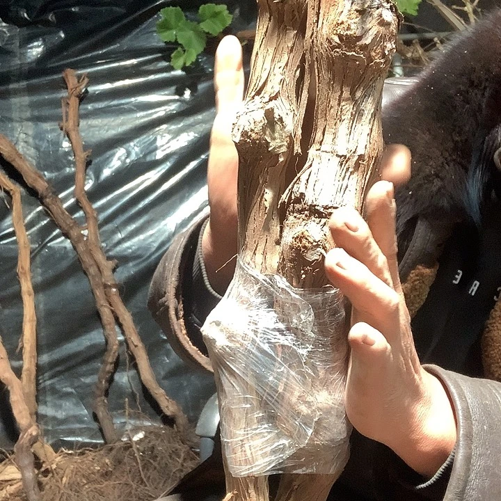 天***心当前无花朵，栽培后可花朵四棵葡萄树