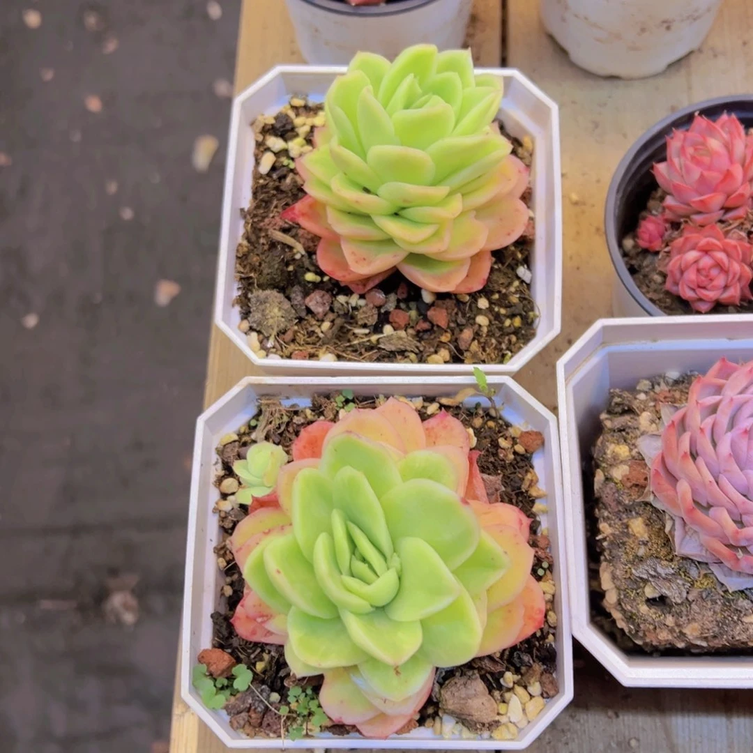 冰玫瑰锦，脱土发货