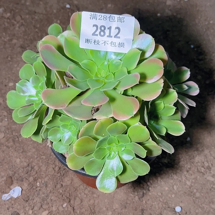 2812香妃多肉植物保护