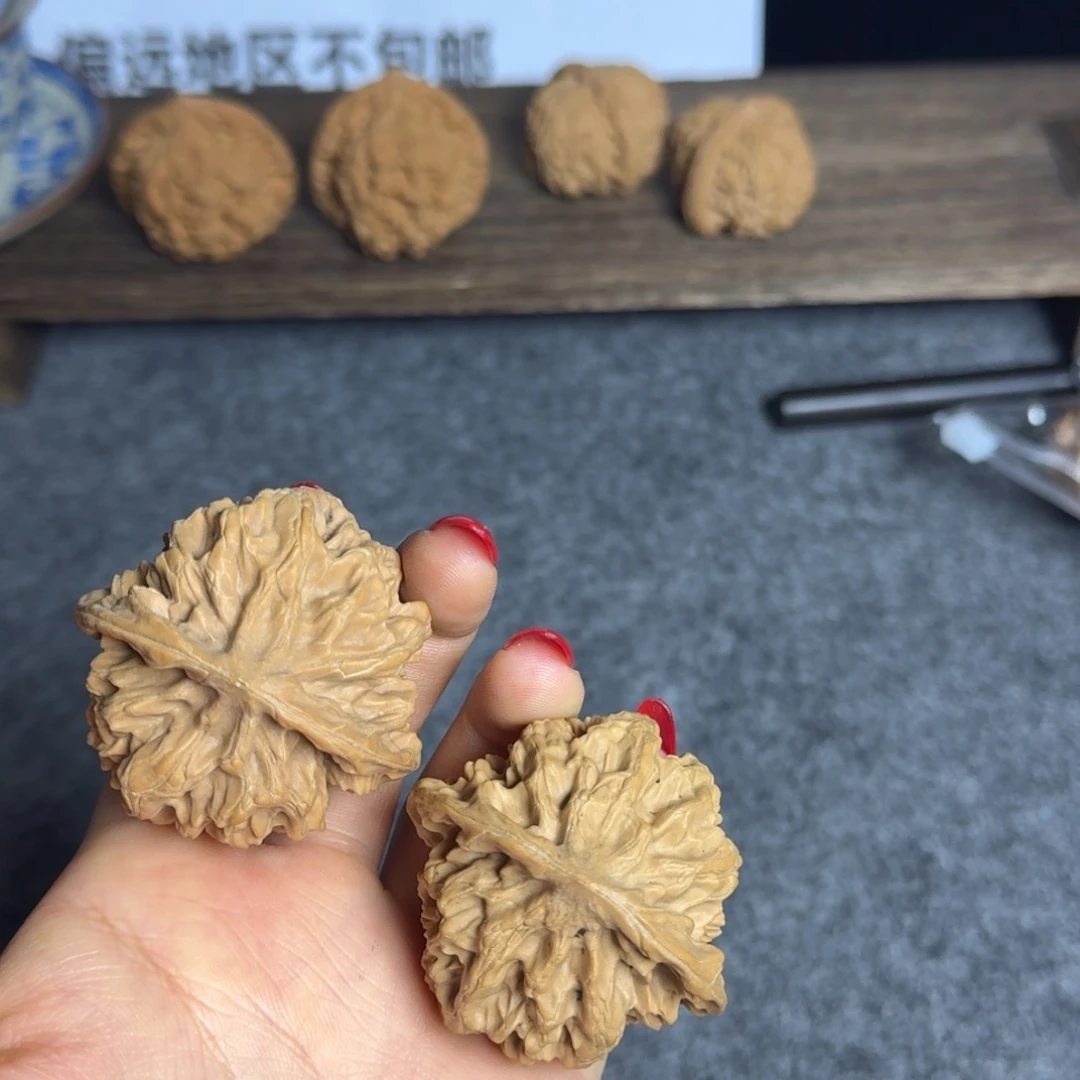 全品48帝王狮子头大尺寸不退换