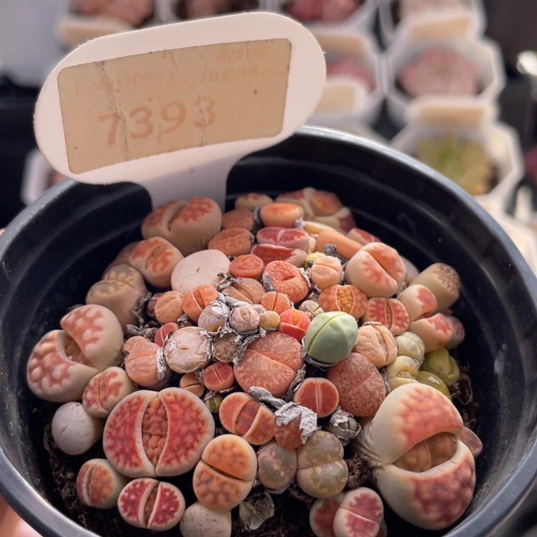 生石花7393-7.0厘米