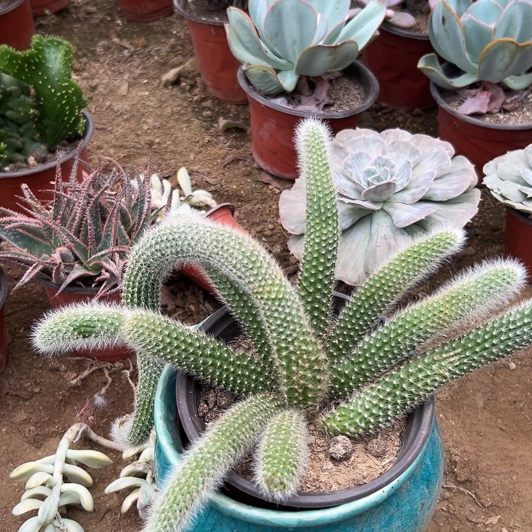 多肉植物多肉植物