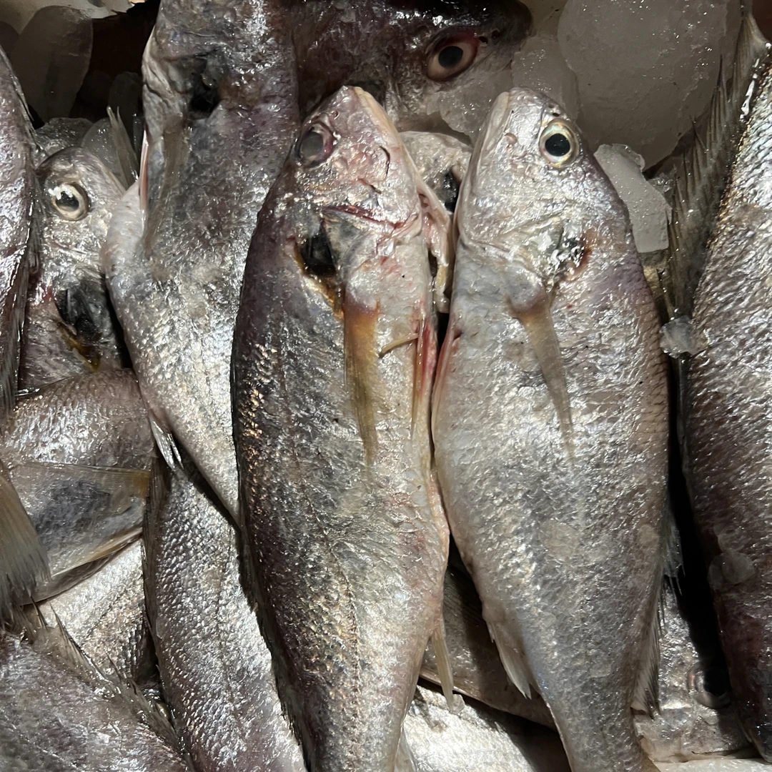 （野生白姑鱼蒜瓣肉）渤海湾野生白姑鱼鲜嫩蒜瓣肉，塘沽码头发货
