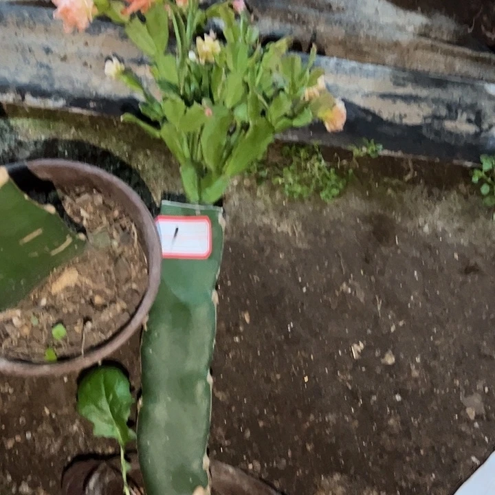 ****彩，1号带盆050血月，