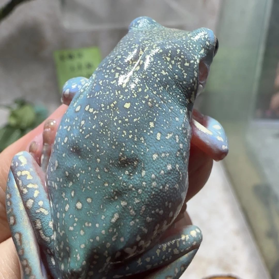 老爷树蛙银河星空满天金星