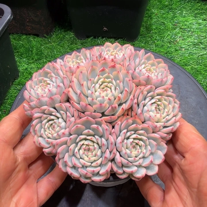 ****️姬莲锦，一物一拍，发货