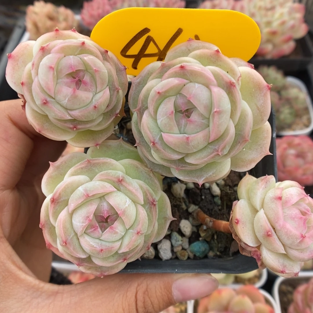 白芷珍妮群生463号