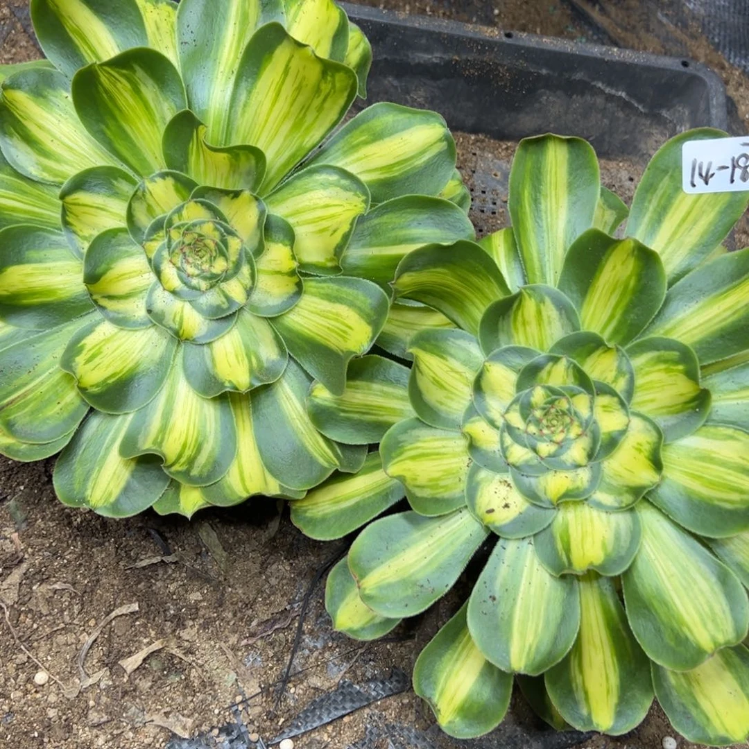 187暴君七彩量一颗 48