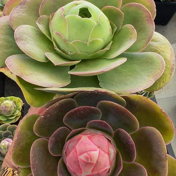 精品帕系山地玫瑰