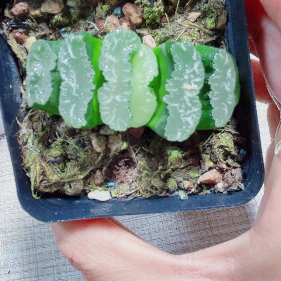 伊娜鲍尔玉扇多肉植物