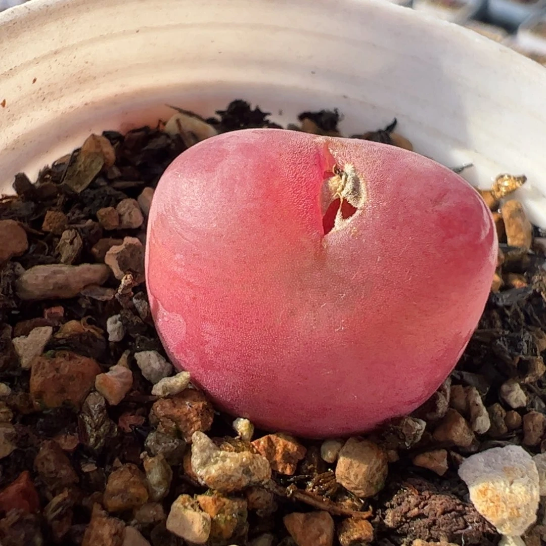 533多肉植物百科