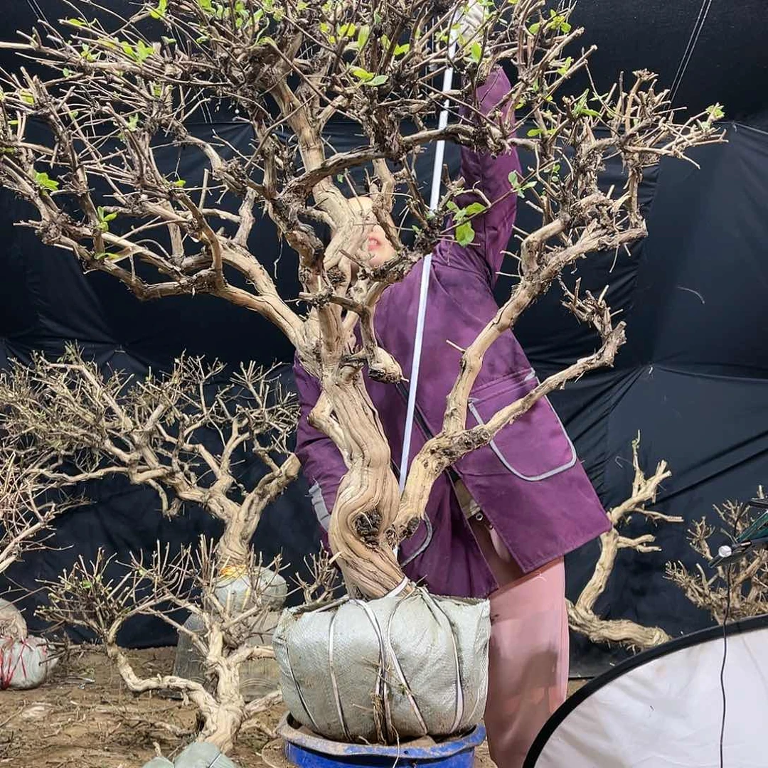 金银花的故事是一个人的