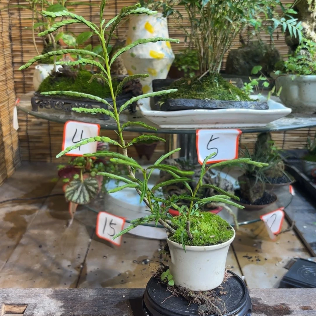 无花朵迎**唱退款拉黑 一物一拍275