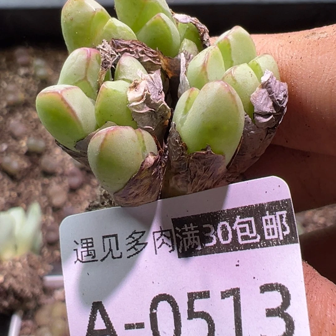 多肉植物1111111111111