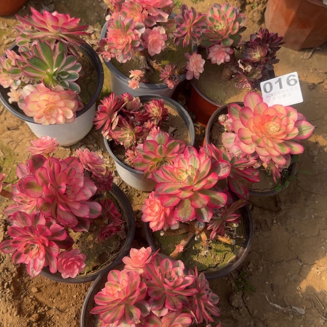 16号倾城8颗不售后