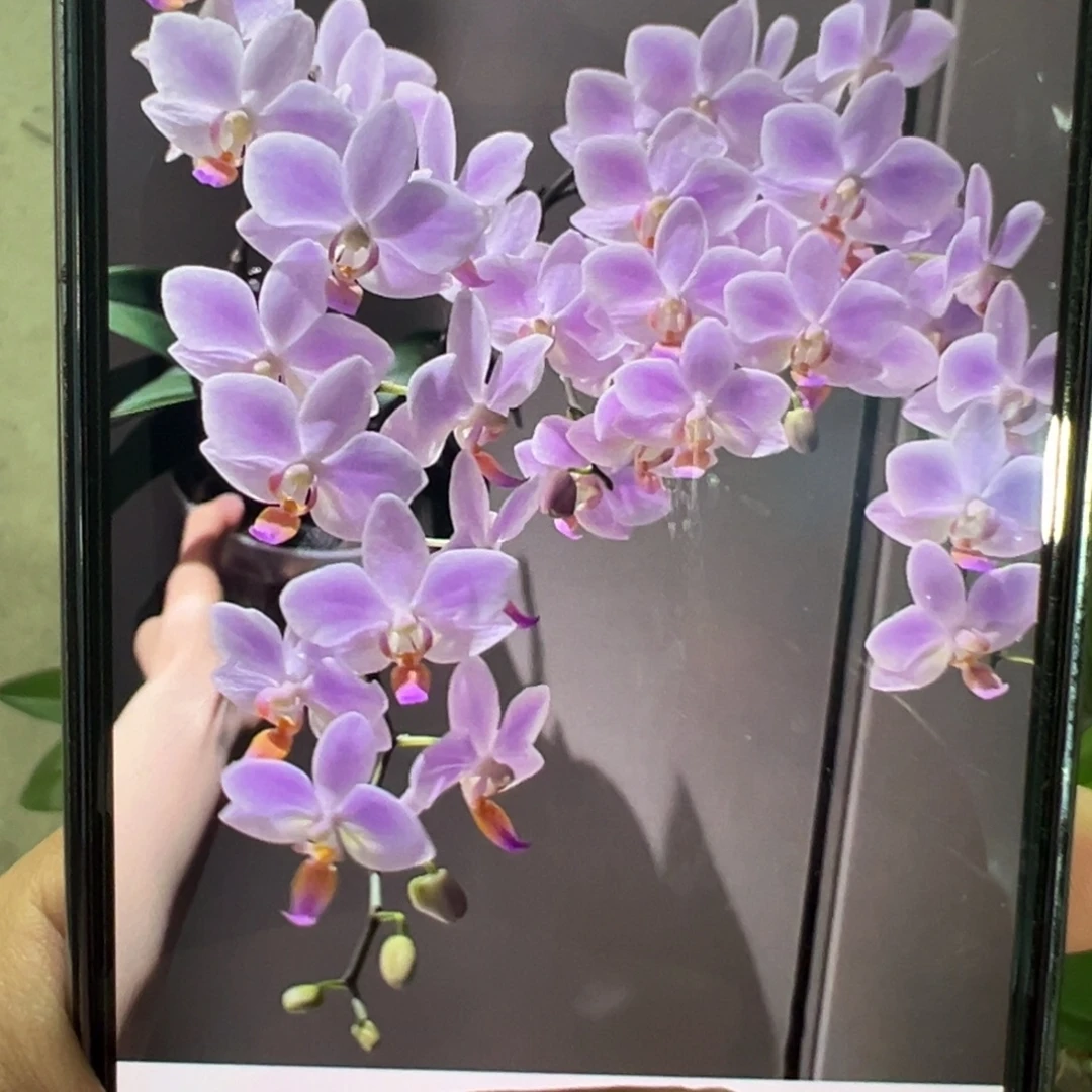 当前无花栽培后可以开花残雪大苗