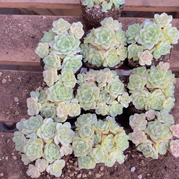 白天鹅10颗一组精品多肉