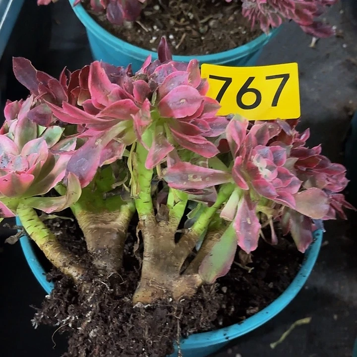 D*多肉植物福利767