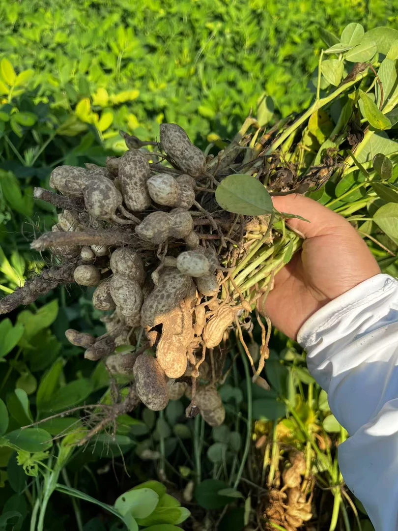 现挖新鲜带壳粉皮湿花生可水煮生吃农家自种河南沙土地鲜花生