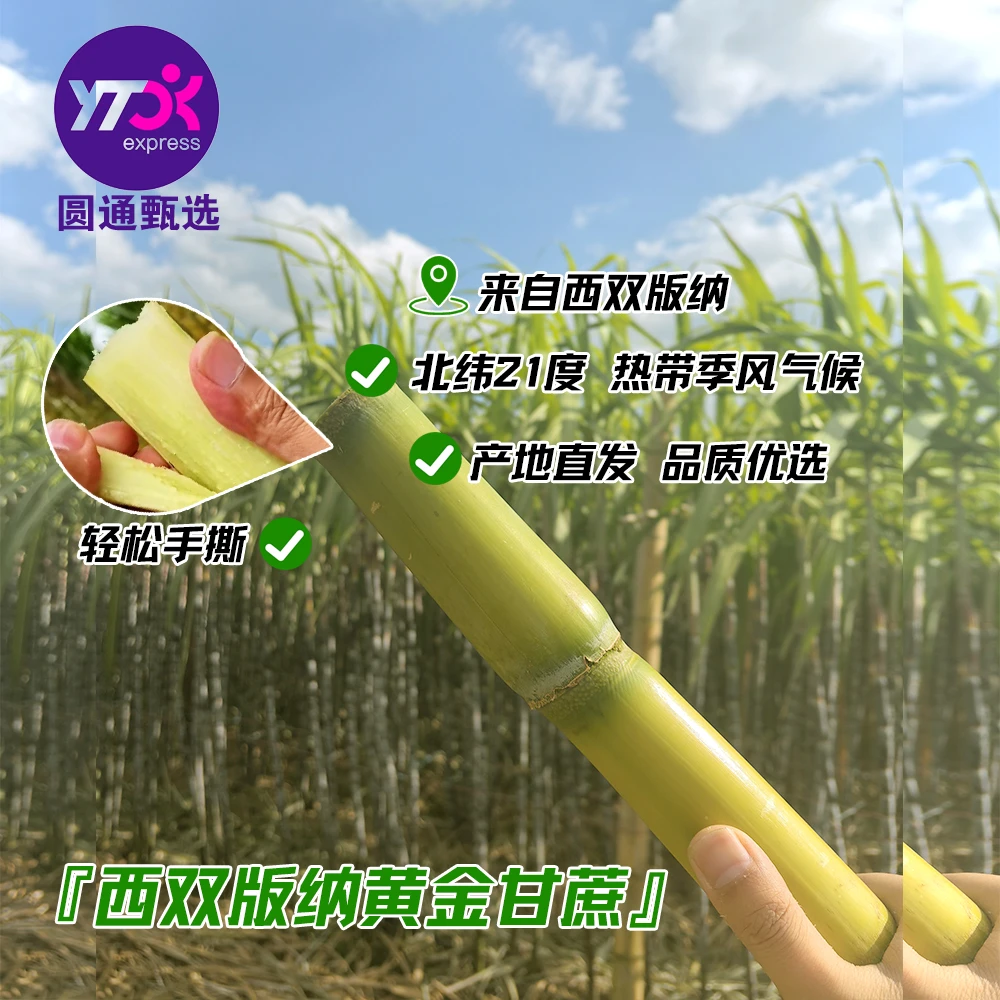 A+云南手剥黄金甘蔗新鲜当季水果黄皮青皮黑皮甘蔗现砍青皮甘蔗