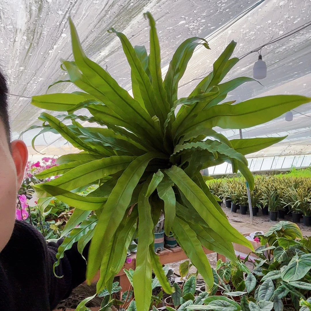 完全开放加仑盆超大鸟巢蕨一棵