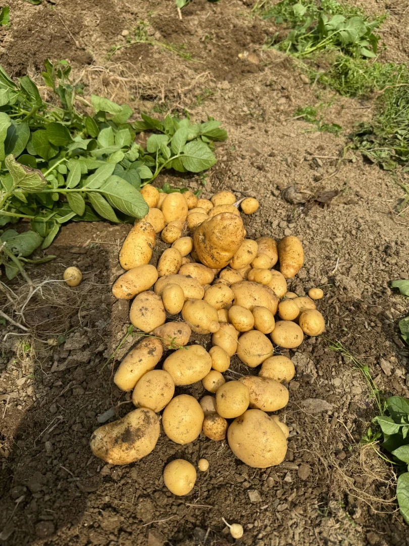 贵州高山本地新洋芋黄皮黄心