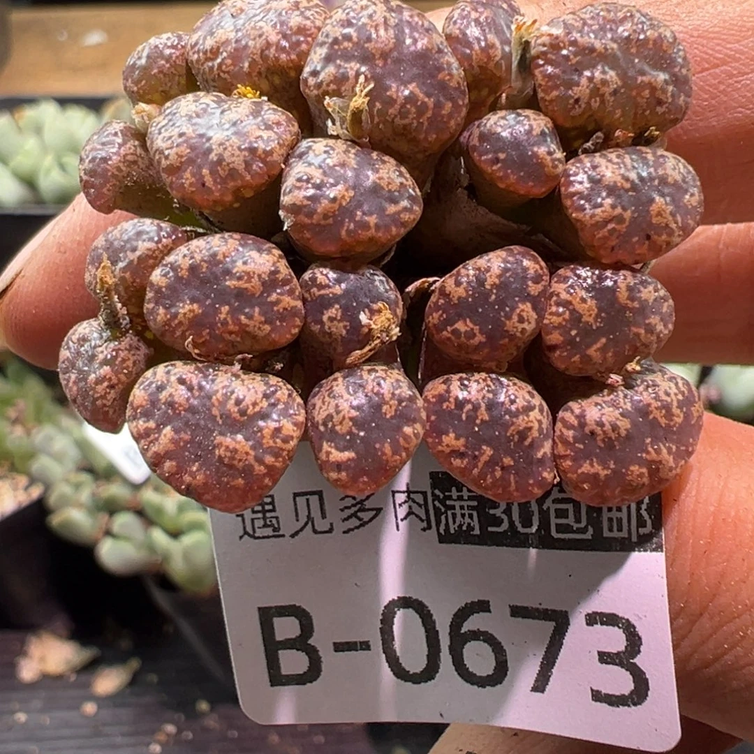 多肉植物1111111111111